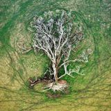 Das Foto, das in der Kategorie Luftaufnahme gewonnen hat, zeigt einen Baum von oben