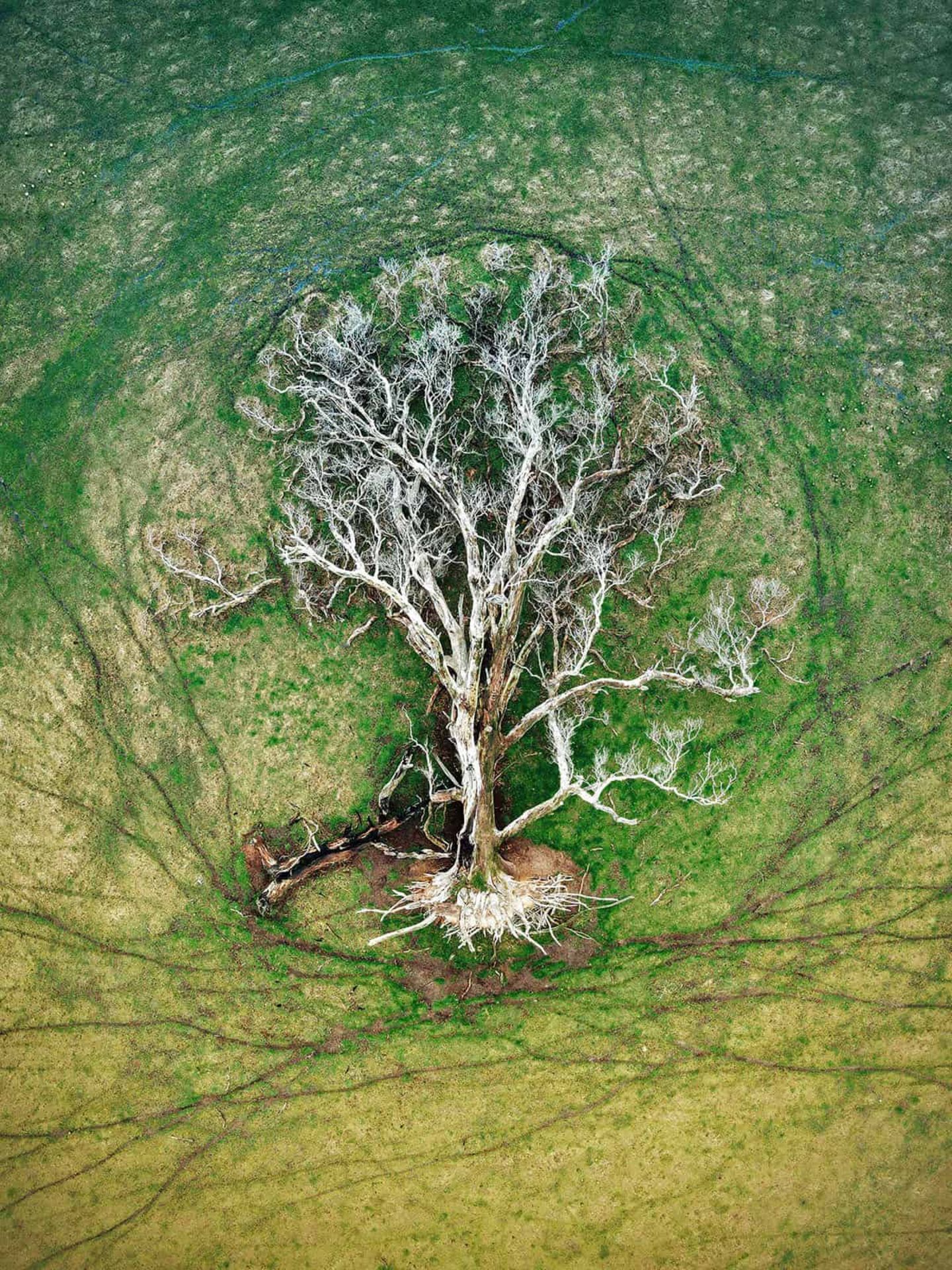 Das Foto, das in der Kategorie Luftaufnahme gewonnen hat, zeigt einen Baum von oben