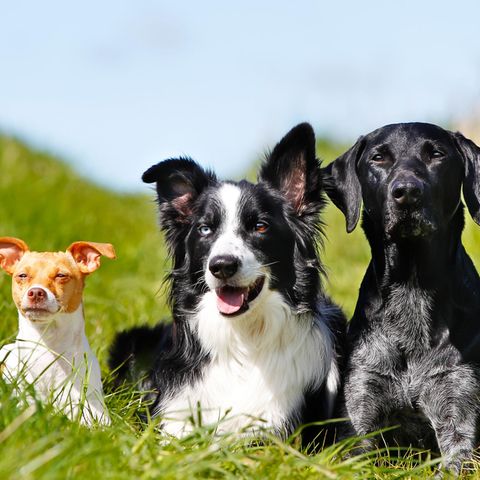 Drei Hunde liegen auf einer Wiese