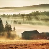 Neblige Waldlandschaft glühend orange von der Wintersonne