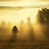 Neblige Waldlandschaft glühend orange von der Wintersonne