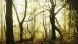 Neblige Waldlandschaft glühend orange von der Wintersonne