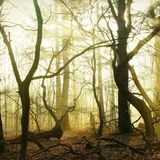 Neblige Waldlandschaft glühend orange von der Wintersonne