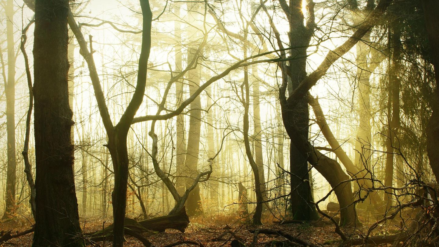 Neblige Waldlandschaft glühend orange von der Wintersonne
