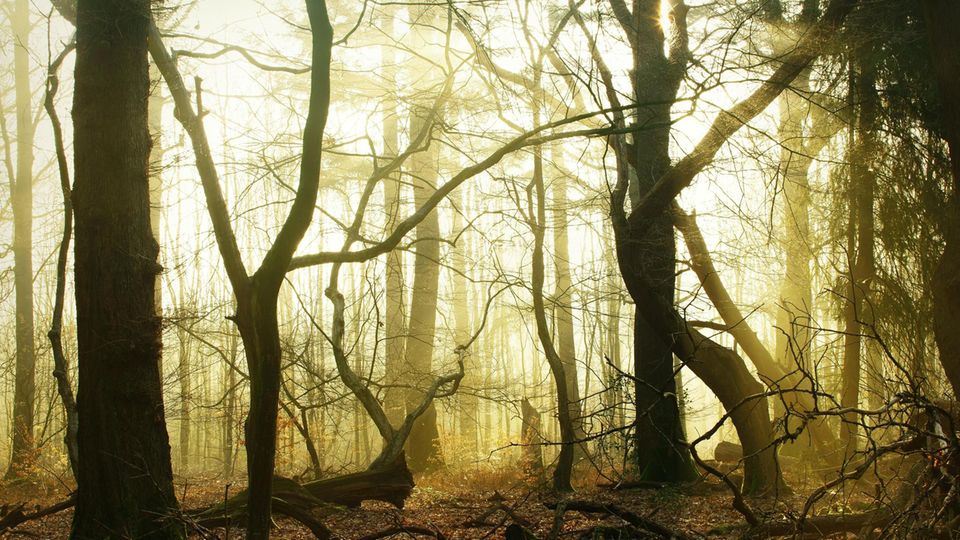 Neblige Waldlandschaft glühend orange von der Wintersonne Neblige Waldlandschaft glühend orange von der Wintersonne