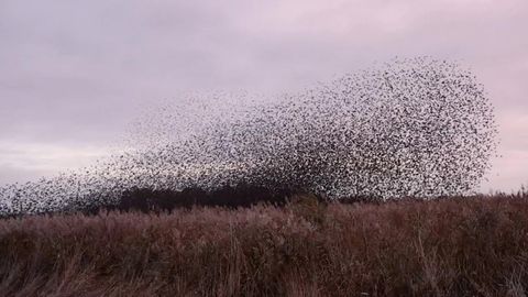 Fotograf hält seltenen Moment fest: Tausende Vögel verdunkeln plötzlich den Himmel