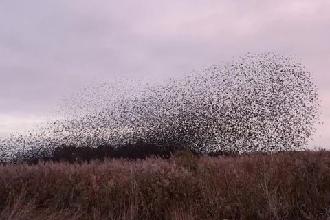 Fotograf hält seltenen Moment fest: Tausende Vögel verdunkeln plötzlich den Himmel