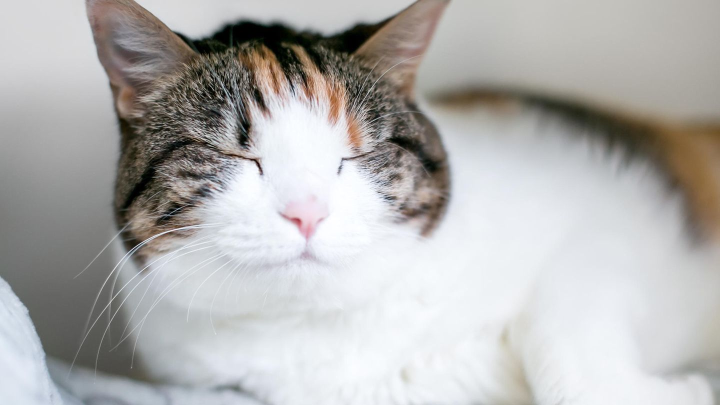 Eine Katze blinzelt in die Kamera