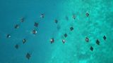 Riffmantas schwimmen im Meer vor dem Inselparadies Raja Ampat