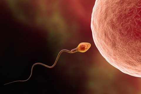 Befruchtung menschlicher Eizellen durch Spermatozoen