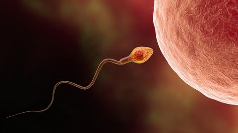 Befruchtung menschlicher Eizellen durch Spermatozoen