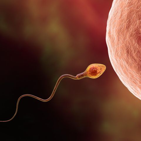 Befruchtung menschlicher Eizellen durch Spermatozoen