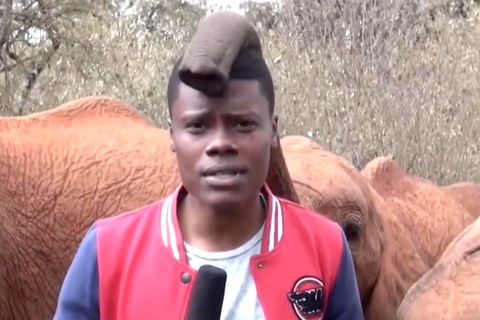 Elefant unterbricht Reporter mit Rüssel