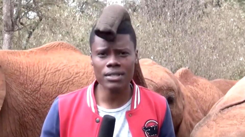 Elefant unterbricht Reporter mit Rüssel