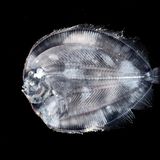 Ein Plattfisch mit Augen, die beieinander liegen