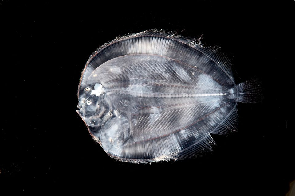 Tiefsee: Forscher entdecken beeindruckende Kreaturen | STERN.de