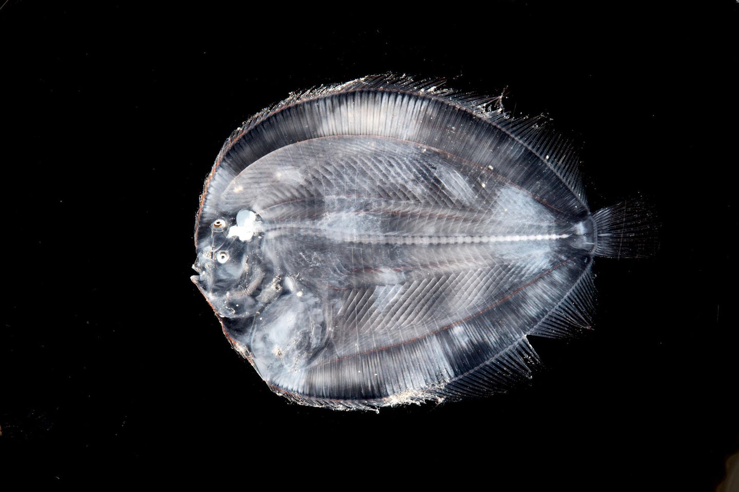 Ein Plattfisch mit Augen, die beieinander liegen