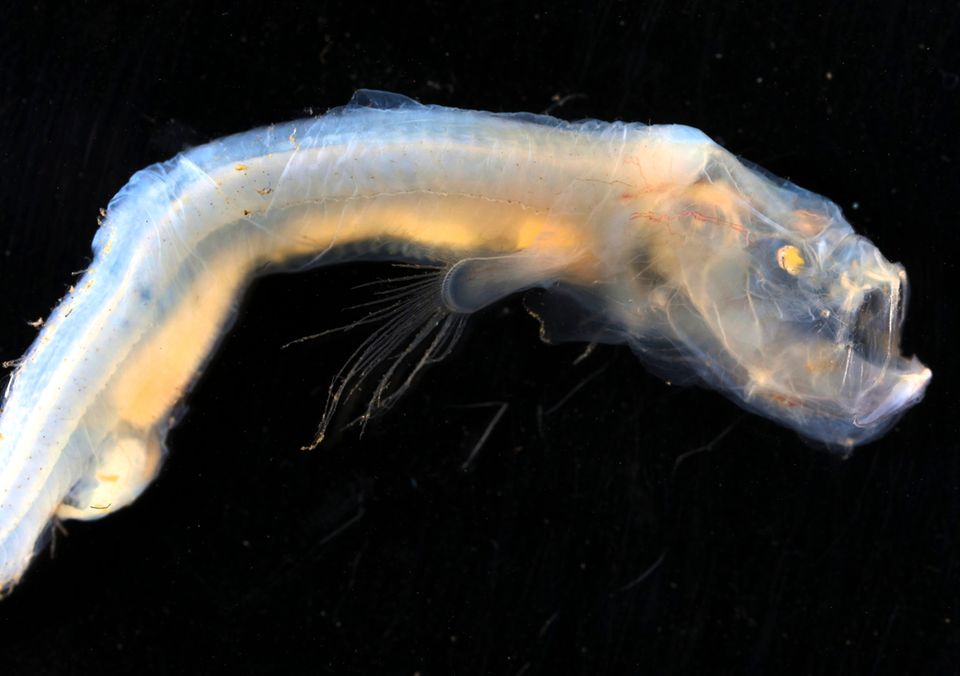 Tiefsee Forscher entdecken beeindruckende Kreaturen STERN.de