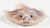 Der Tiefsee-Fledermausfisch sieht aus wie ein Knödel