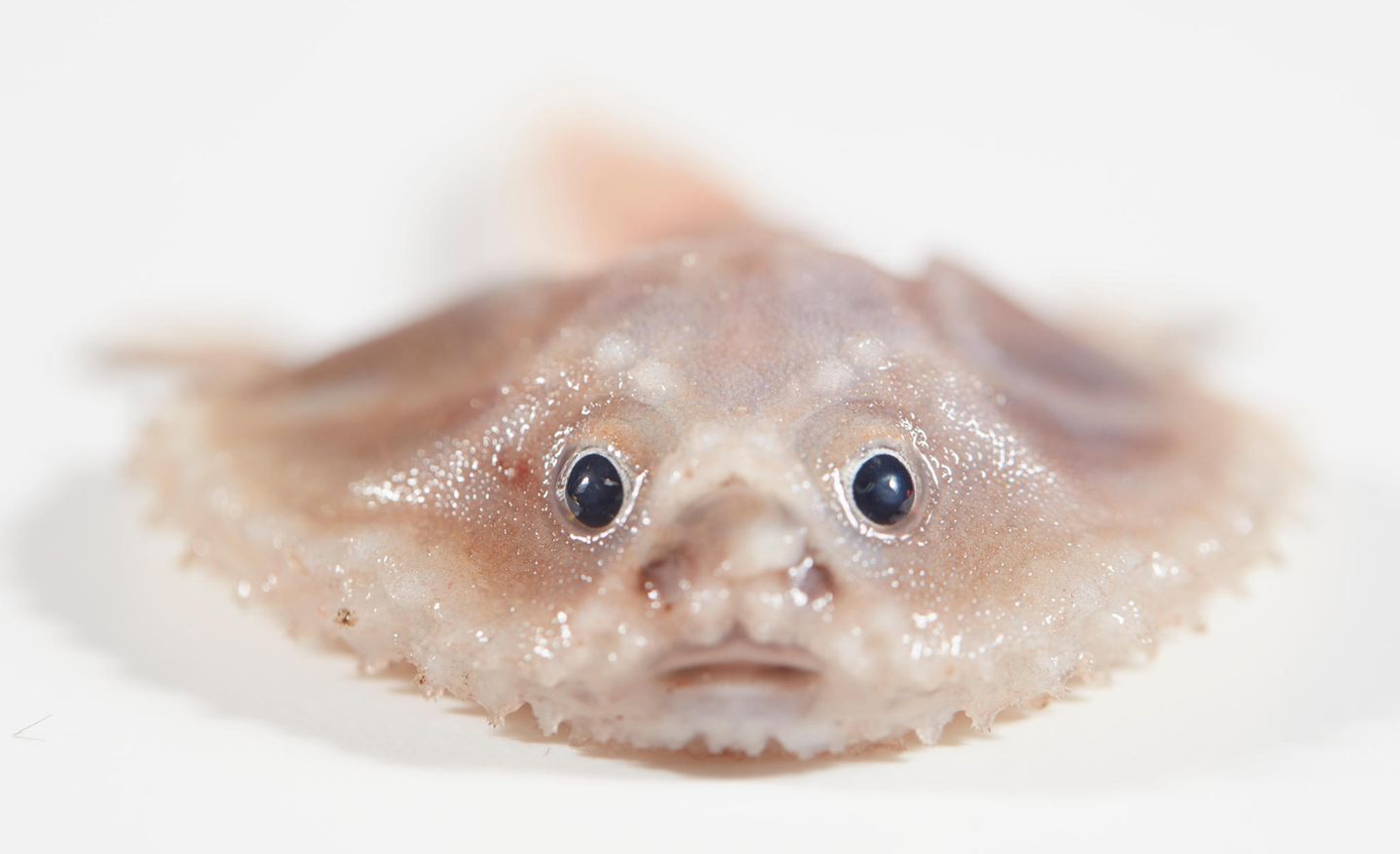 Der Tiefsee-Fledermausfisch sieht aus wie ein Knödel