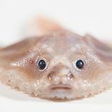 Der Tiefsee-Fledermausfisch sieht aus wie ein Knödel