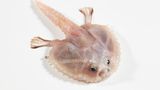 Ein Tiefsee-Fledermausfisch mit armartigen Flossen
