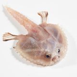 Ein Tiefsee-Fledermausfisch mit armartigen Flossen