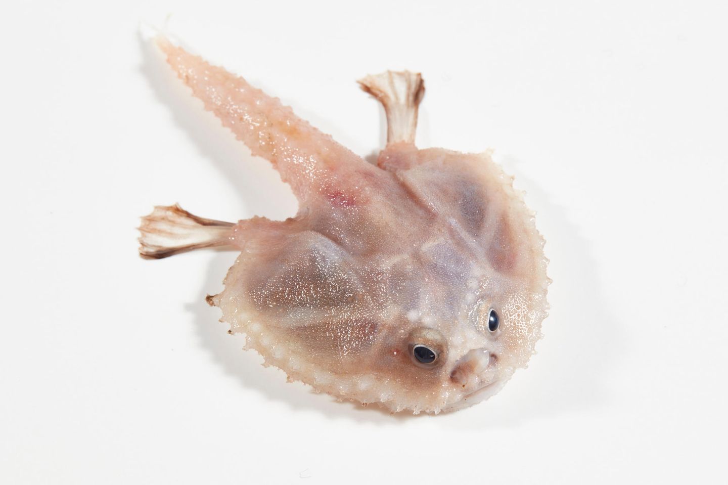 Ein Tiefsee-Fledermausfisch mit armartigen Flossen