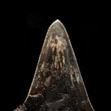 Ein alter Haizahn, gefunden in der Tiefsee