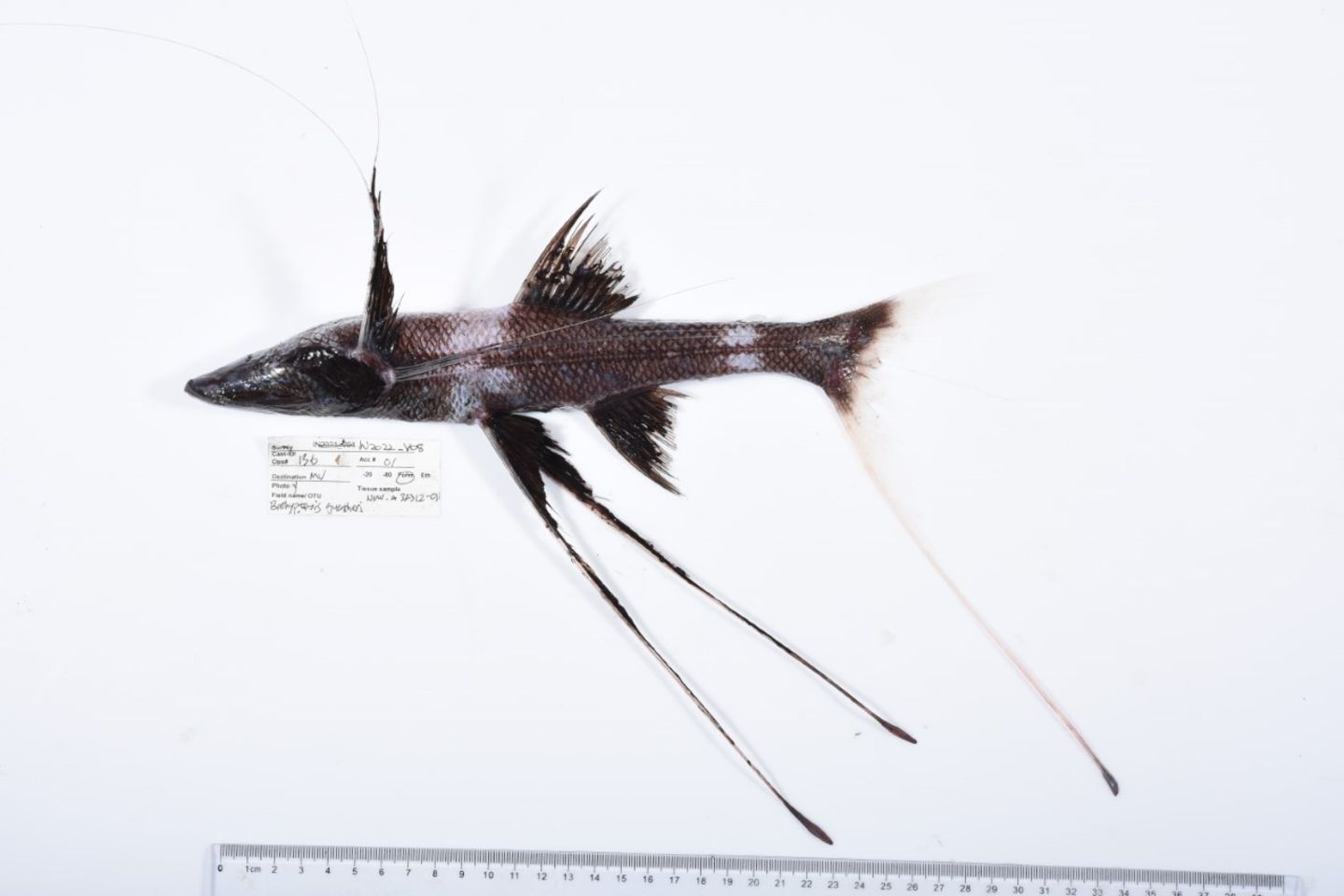 Ein Spinnenfisch mit langen unteren Flossen, die wie Stelzen aussehen Ein Spinnenfisch mit langen unteren Flossen, die wie Stelzen aussehen