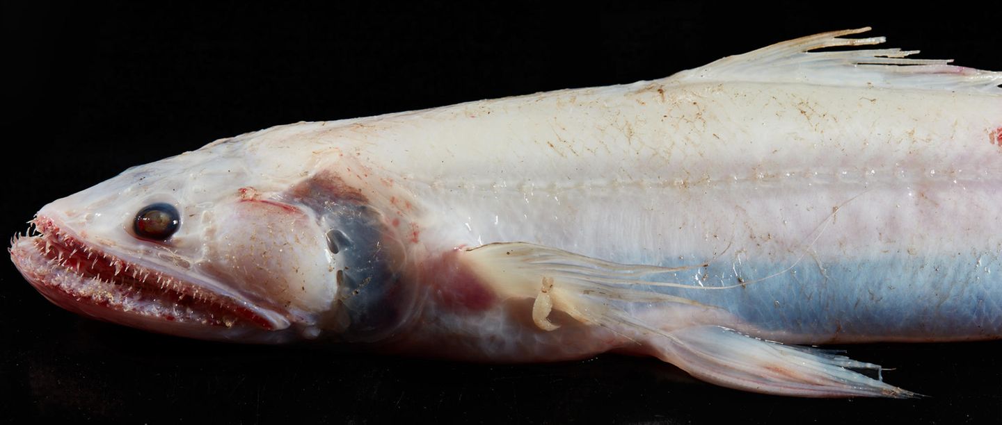 Ein Hochflossen-Eidechsenfisch mit einem Maul voller langer, scharfer Zähne Ein Hochflossen-Eidechsenfisch mit einem Maul voller langer, scharfer Zähne