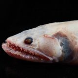 Ein Hochflossen-Eidechsenfisch mit einem Maul voller langer, scharfer Zähne