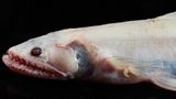 Ein Hochflossen-Eidechsenfisch mit einem Maul voller langer, scharfer Zähne