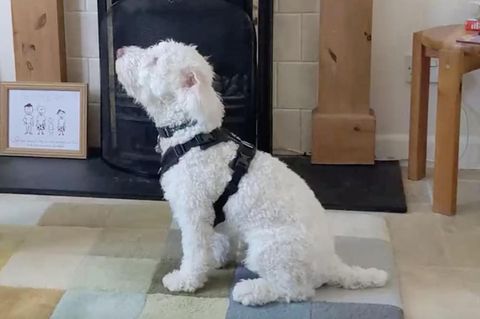Gehörloser Hund