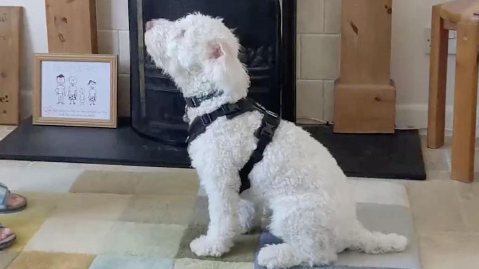 Gehörloser Hund