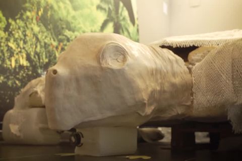 Video: Fossilienfund: Urzeit-Schildkröte war so groß wie ein Kleinwagen