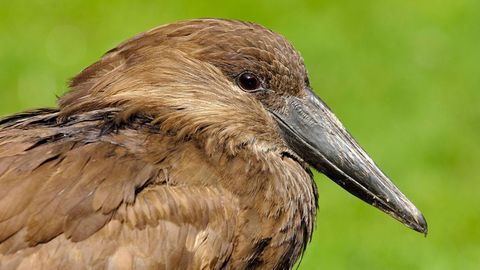 Ein Hammerkopf. Ein Tier dieser Art ist in Berlin an der Vogelgrippe gestorben.