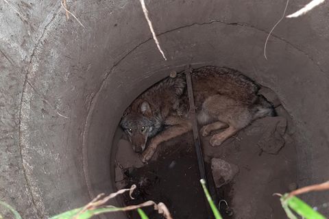 Ein Wolf sitzt zusammen gekauert in einem Gully