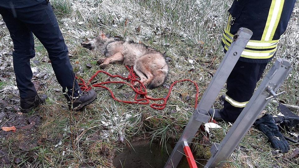Wolf gerettet Betäubt, aber aus dem Tiefen Gully befreit: Der Wolf nach seiner Rettung
