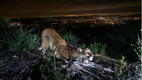 Ein Puma in den Hügeln über Los Angeles