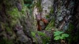 Schwenninger Moos
