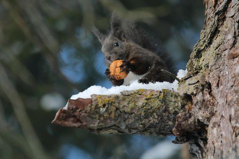 Schwarzes Eichhörnchen