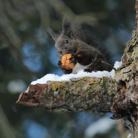Schwarzes Eichhörnchen