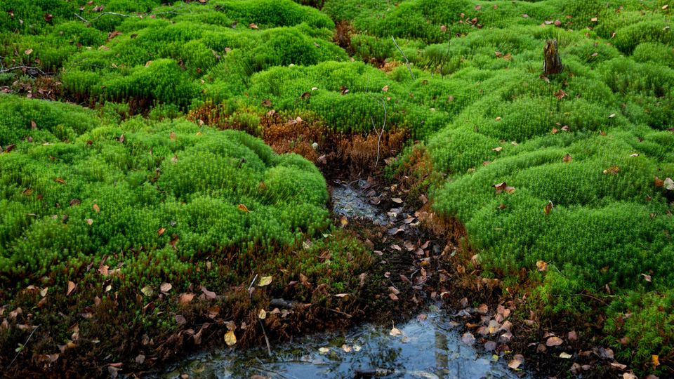 Moore So schön schützt niemand das Klima STERN.de