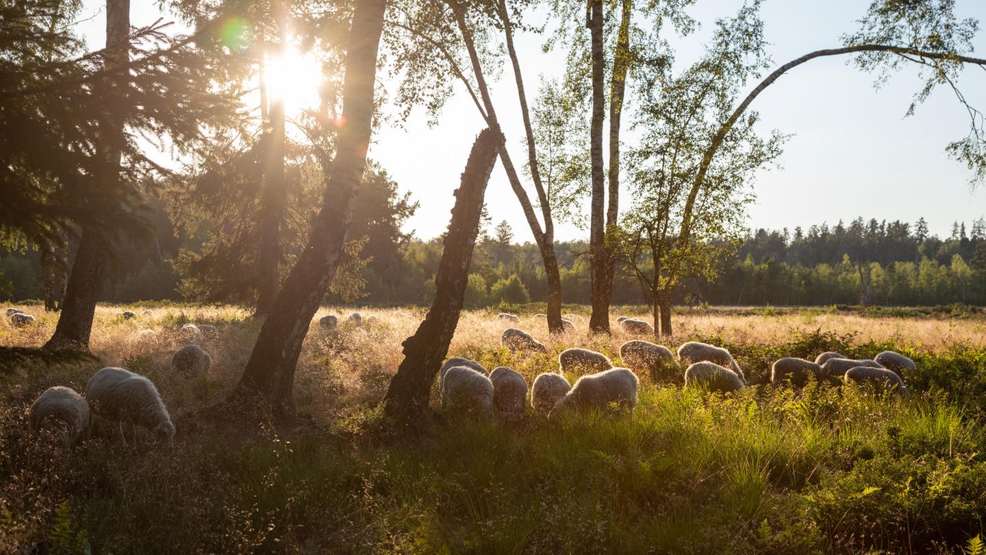 Schwenninger Moos