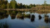 Schwenninger Moos