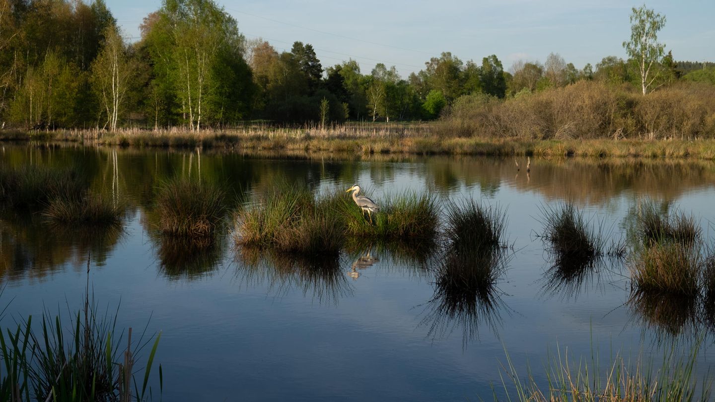 Schwenninger Moos