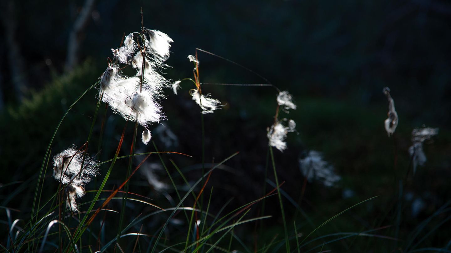 Schwenninger Moos