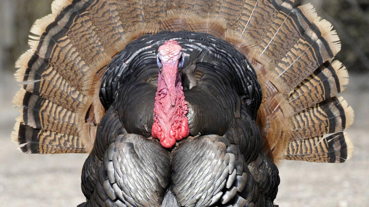 A turkey presents its feathers