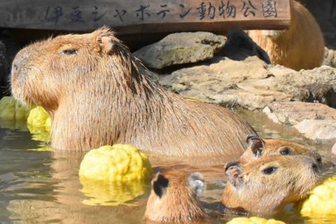 Wasserschweine im heißen Bad des Zoo Izu Shaboten